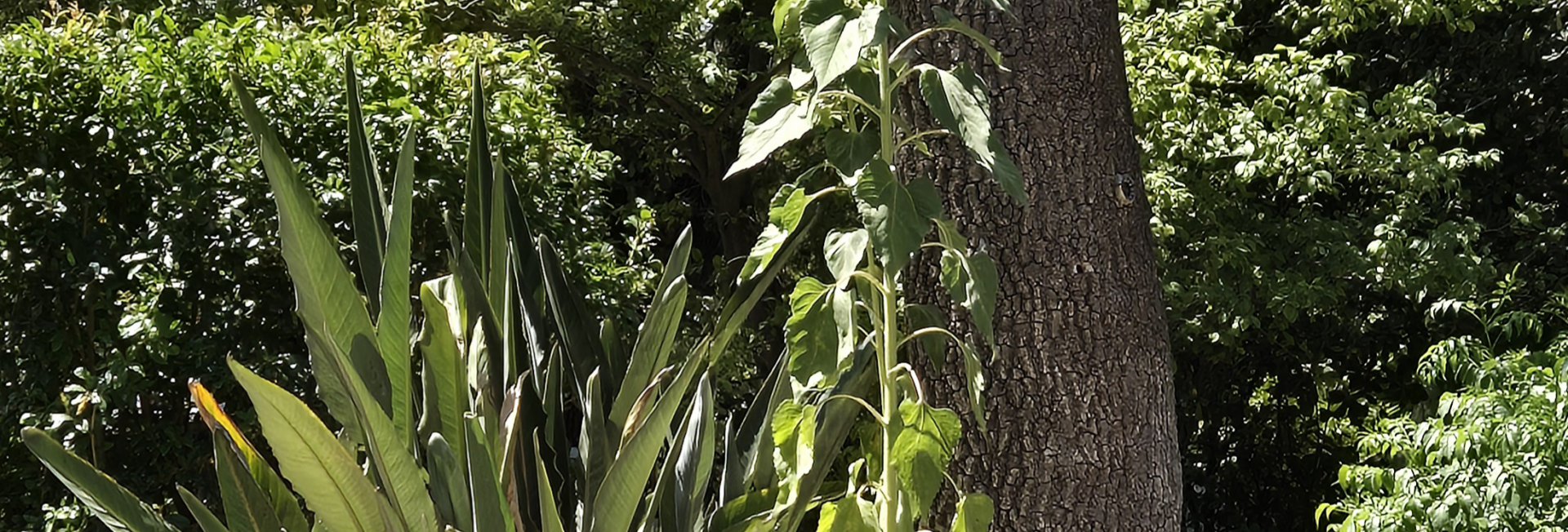 Entrez dans un jardin convivial