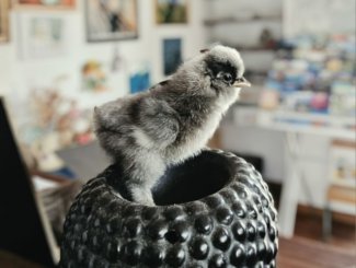 Encore une naissance � l'europe