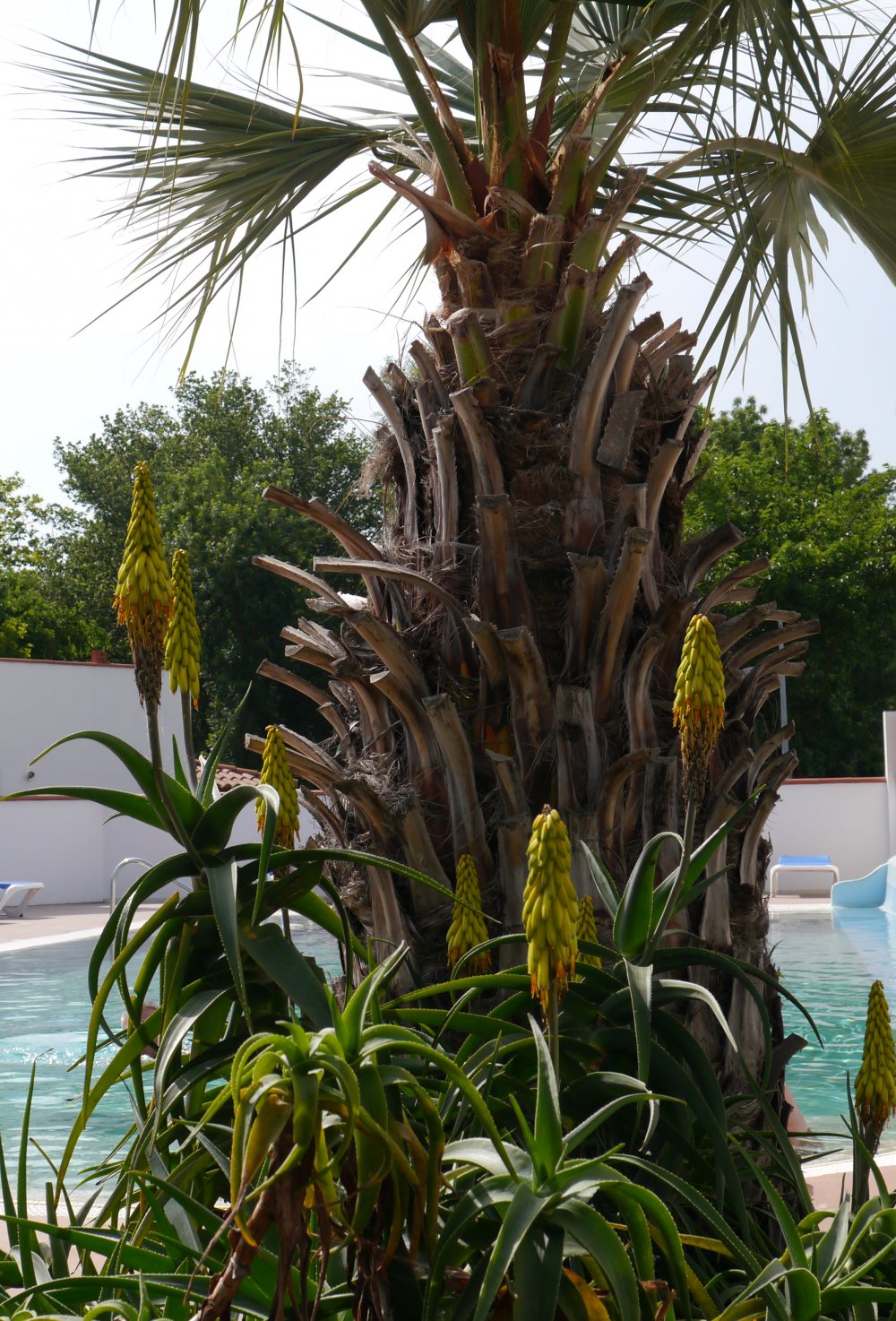 Mobile home Mercure Mobile-home 2 chambres  Argels sur Mer : 1751366963.piscine.palmier.vacances.farniente.argeles.jpg
